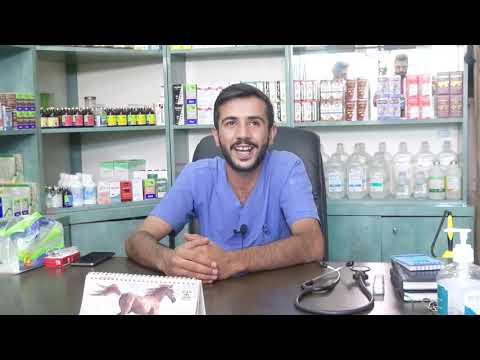 انجازات اردنية صيدلية الخير البيطرية د محمد عاطف و د صالح القرعاني