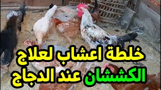 علاج الكششان وفقدان الشهية عند الدجاج بخلطة اعشاب من الاخر هترجع فراخك زي الاول واحسن كمان