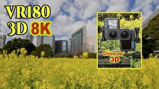 [ 8K 3D VR180 ] 花のクローズアップ 3D映像（浜離宮恩賜庭園） Close-up Stereoscopic 3D video of flower at Hamarikyu Garden