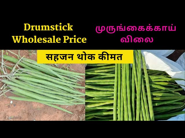 Mushukini katta narsalarga otiradi Mushukini katta narsalarga otiradi