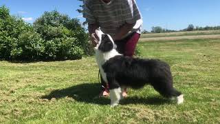 Merlin at 6 months