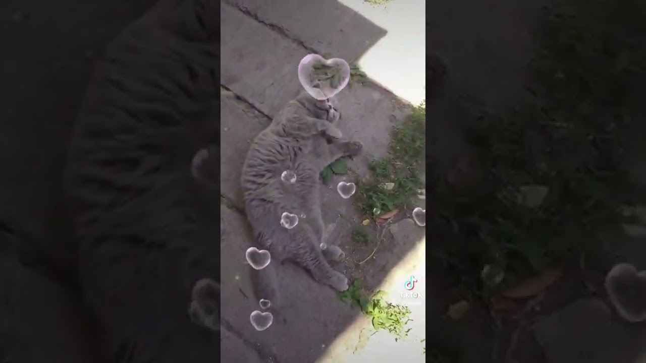 My cat pet Steel Soul