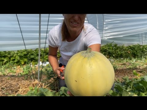 Video: Raccolta del melone: come raccogliere il melone