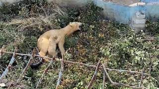 【天王寺動物園】イッちゃん久しぶりのお外を満喫