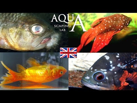 Aquascaping Lab - Fish Diseases, how to spot and cure (Ick,ragged tail fin,columnaris,Dropsy)