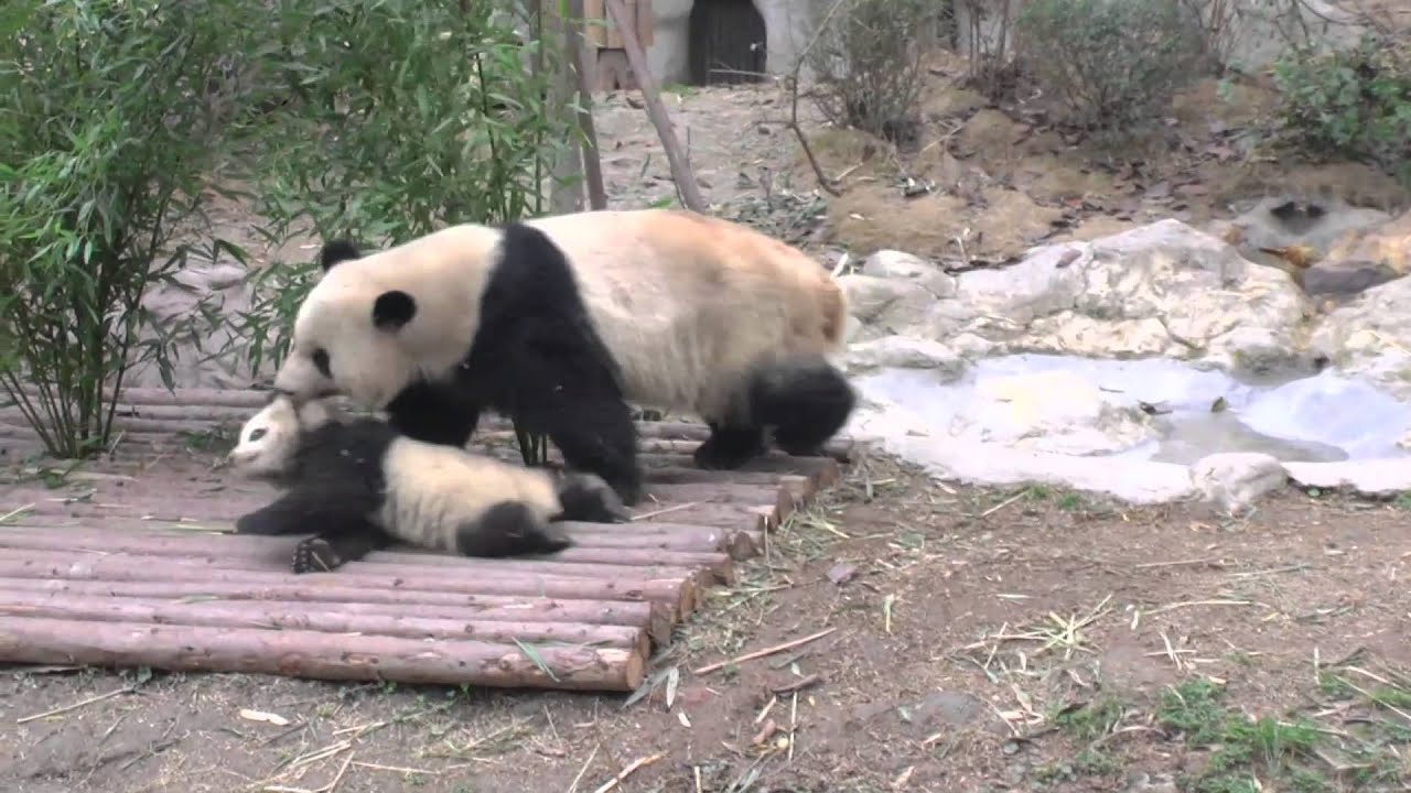 pandas merge 和盛的离家出走大作战 繁体字幕