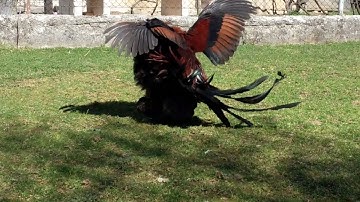 Rooster Seduction Dance - Chicken Mating Behavior - Rooster Mating Hen