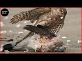 史上最悪のタカの攻撃がカメラに捉えられる | 野生動物