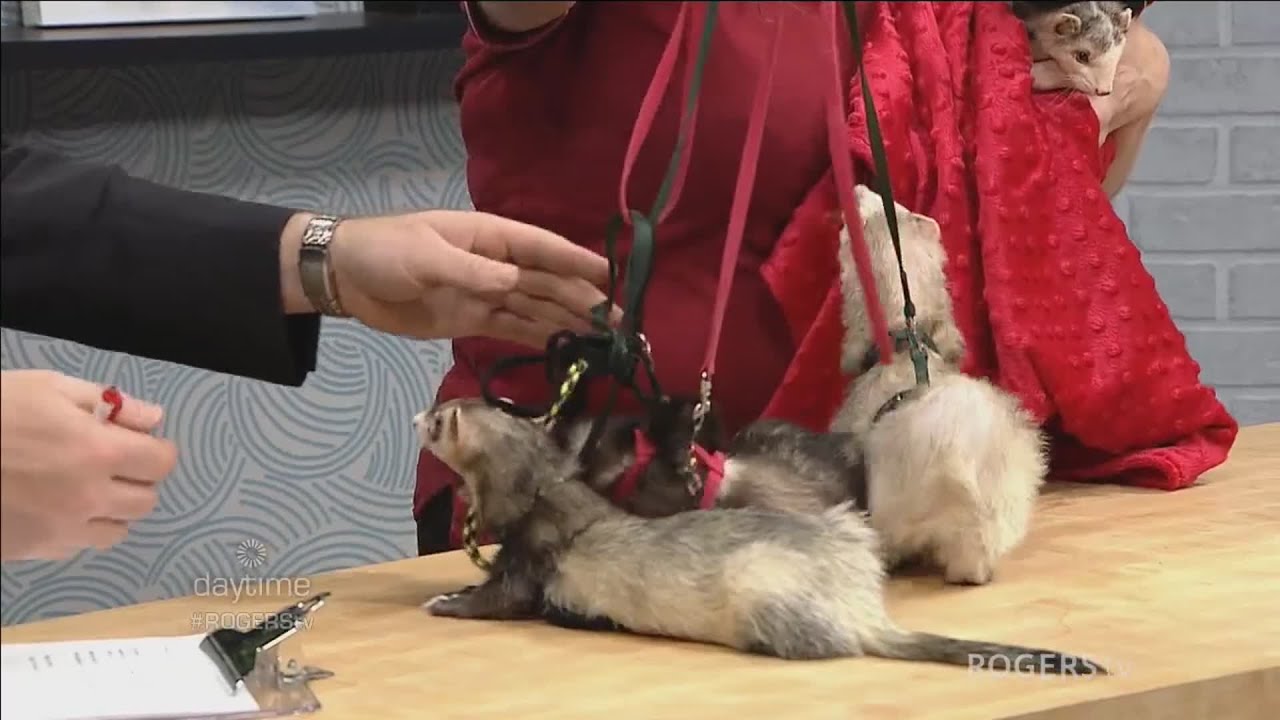 Ferret Rescue Society of Ottawa at the Ottawa Pet Expo YouTube