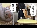 柴犬小春 お母さんは私の!文鳥にヤキモチを焼く柴犬【ツンデレ】