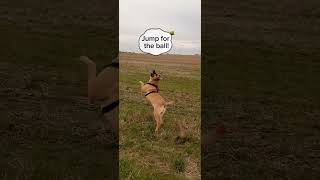 Morning Dog Walk — For the Millionth Time