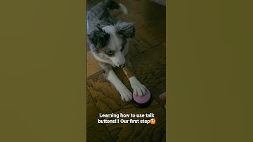 Teaching puppy how to use talk buttons for dogs. The first step done #dog  #button #dogtalk #puppy