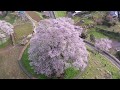 樹齢1000年 醍醐桜が満開...岡山県真庭市