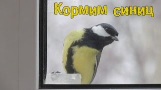 Кормим синиц