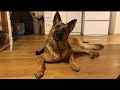 首をかしげる、シェパードのケイリー