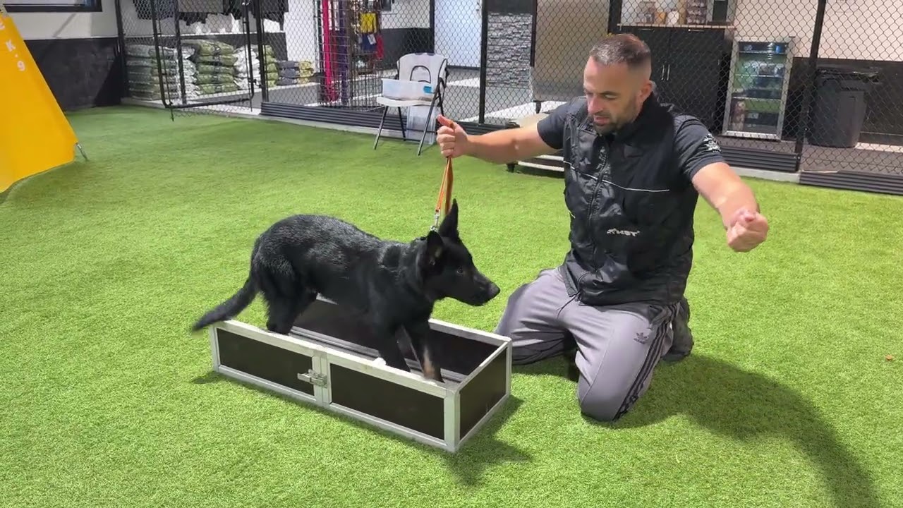 Обновление информации о новом игроке Хаза — Хаммере