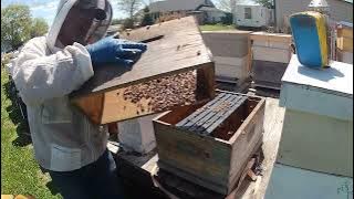 Honey bee swarm number 8 of 2025 install