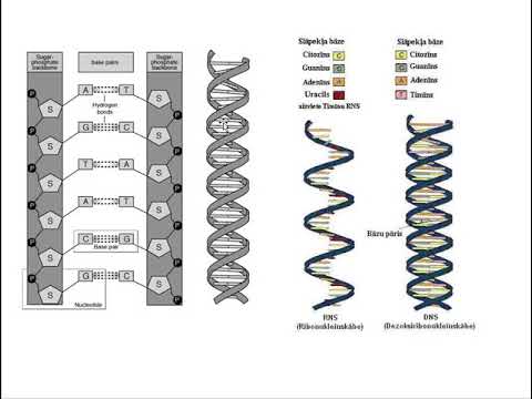 Video: Vai DNS vai RNS satur citozīnu?