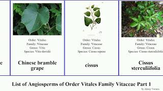 List of Angiosperms of Order Vitales Family Vitaceae Part 1 cissus grape cyphostemma cayratia wild