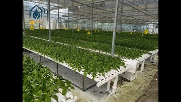 what is NFT Hydroponic Grow System? How the NFT System Works?
