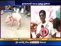 Adhugo Movie Promotion  Director Ravi Babu Padayatra With Piglet  Starts From KBR Park