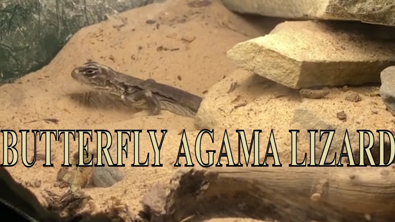 BUTTERFLY AGAMA LIZARD UPGRADE PLANS YouTube