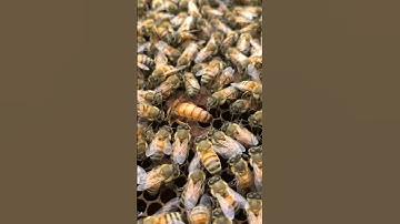 Amazing Queen Bee Lays Eggs  #honeybeesting #beekeeping #beefeater #beekeeper #employee #insects