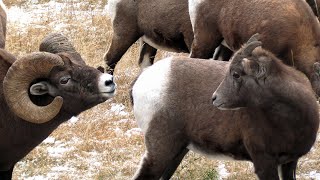 Big Rams Appear For Bighorn Sheep Mating Season - The Rut Begins