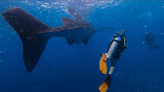 Sardine Run, whale sharks and manta rays in the Indian Ocean, Oslob, Moalboal, Nusa Penida
