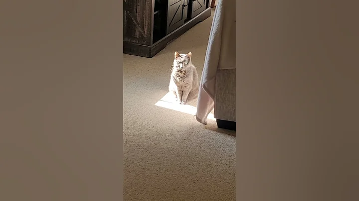 Watch the video about Sashi is a star seed ***** , a angel of light and love ❤️ #cats #Russian blue