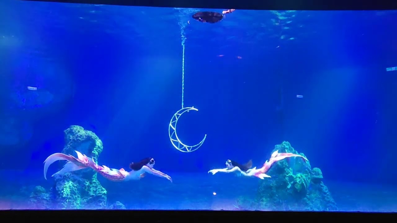 2024／11／18日遠雄海洋公園浪漫巨獻 #美人魚實境表演 - 印度洋心之旅