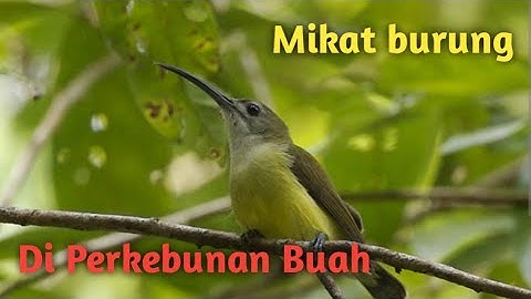 Cara Mikat burung menggunakan pulut dan mp3 agar cepat poin 😁