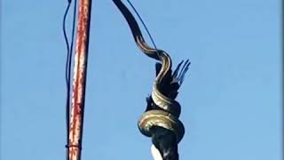 Avustralyada Antenden Sarkan Piton Kuşu Yakaladı