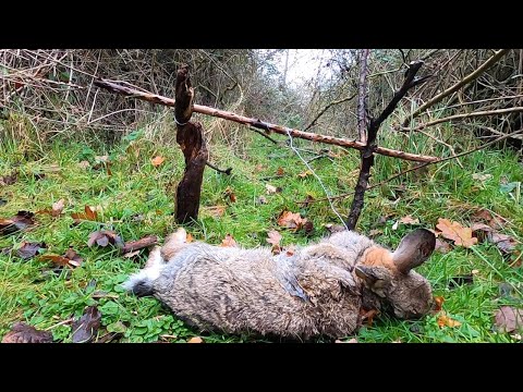 Video: How To Snare A Hare