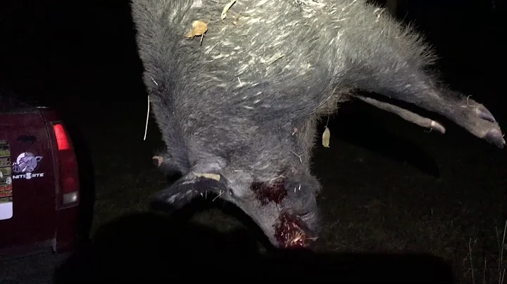 Squeal Team Six between the tree's... 168 Yard Shot! Hunt for a Cure