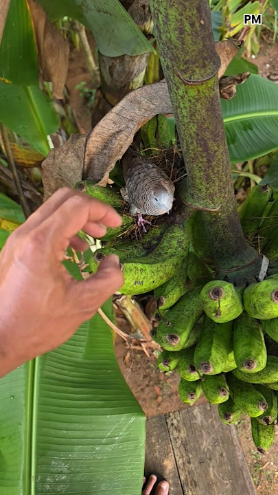 Pagi-pagi cek sarang burung perkutut di pohon pisang 🪹 #shortvideo