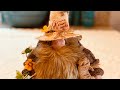 Easy DIY Gnome (Pete Moss) No Sew Fun Craft