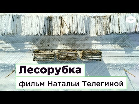 Лесорубка. Кто вырубает тайгу
