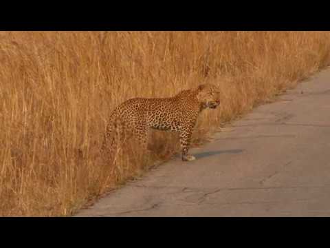 Video: Povstanie Pugačova a likvidácia Dneperských kozákov cisárovnou Katarínou