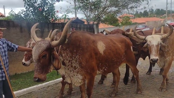 IJACI: Uma PRECIOSIDADE no Sul de Minas!  A Viação Cipó te conta tudo! 