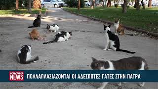 Πολλαπλασιάζονται οι αδέσποτες γάτες στην Πάτρα
