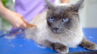 Я влюблена в прекрасную голубоглазую кошку!😻🛁✂️❤️ такая милая!!