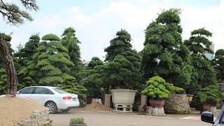 Bonsai in China  Impressions