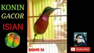 Download lagu Masteran Konin Isian Lovebird Jernih Abisss !!!!