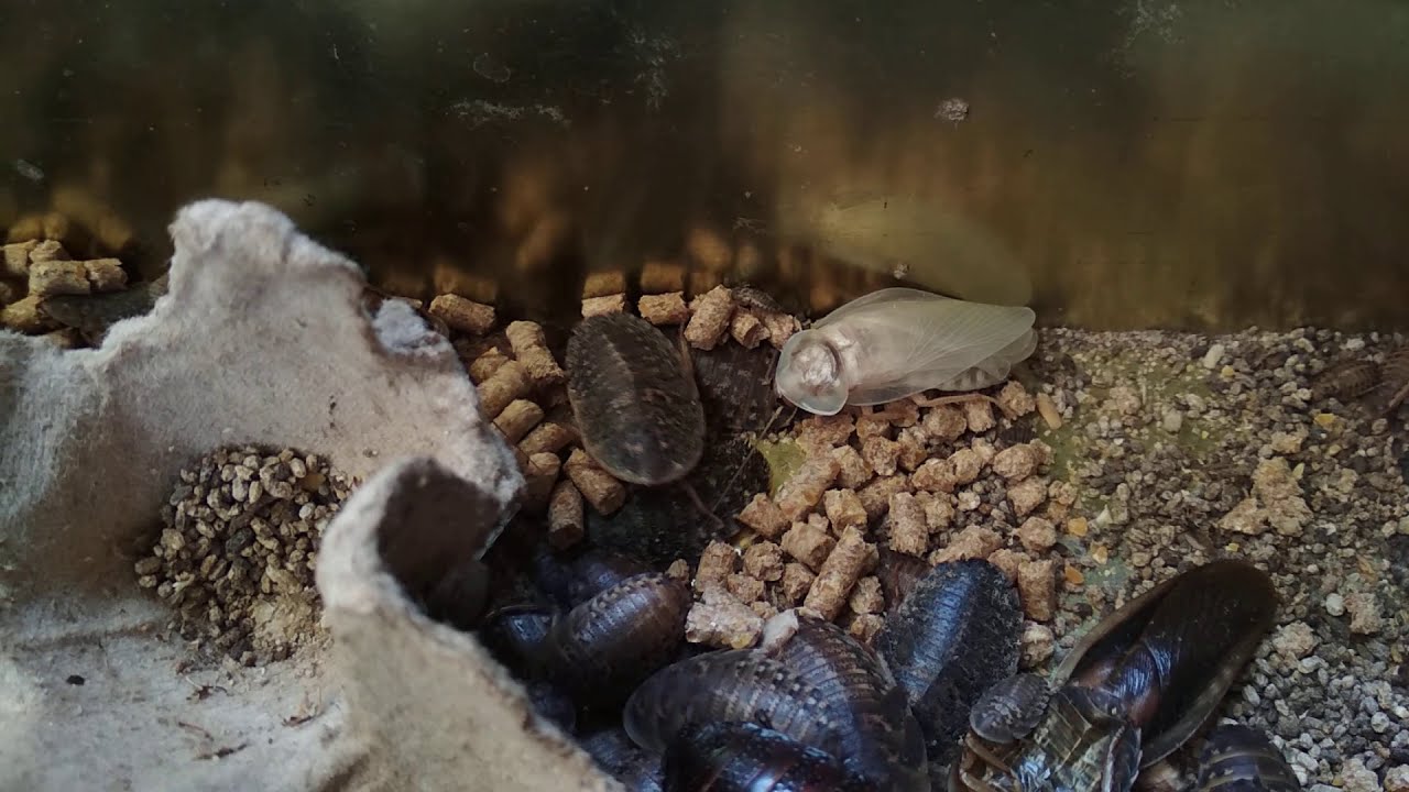 Photo inspiration: Dubia Roach Molting Process Timing Reference: Dubia Roaches After Molting Dubia Roaches Kecoa Dubia