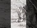 cuando el aguila cree que la cena esta servida