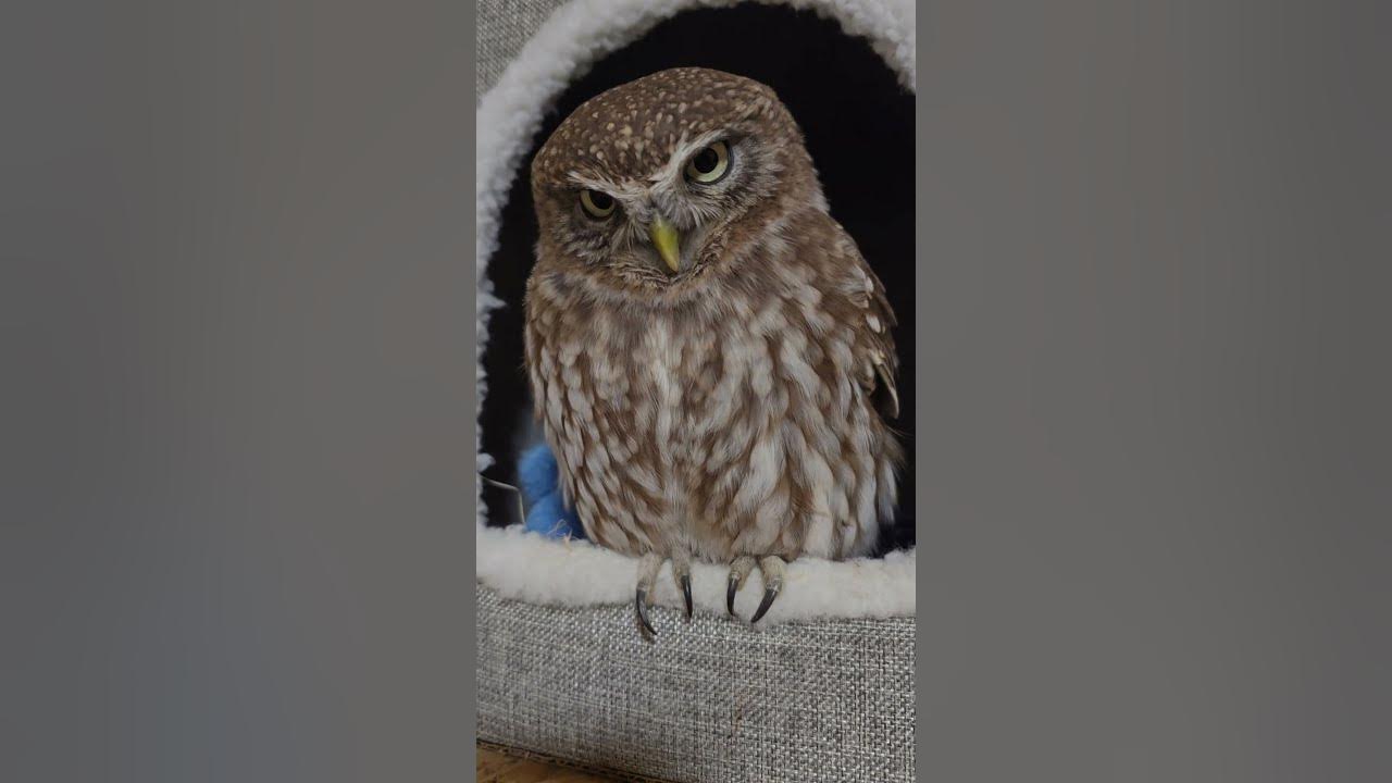 Филин елочка. Сова ёль фублина. Сова из шишек поделка. Сова филин йоль. Сова елка.