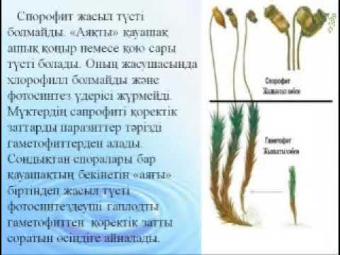 Жоғары сапалы неміс порнофильмдері