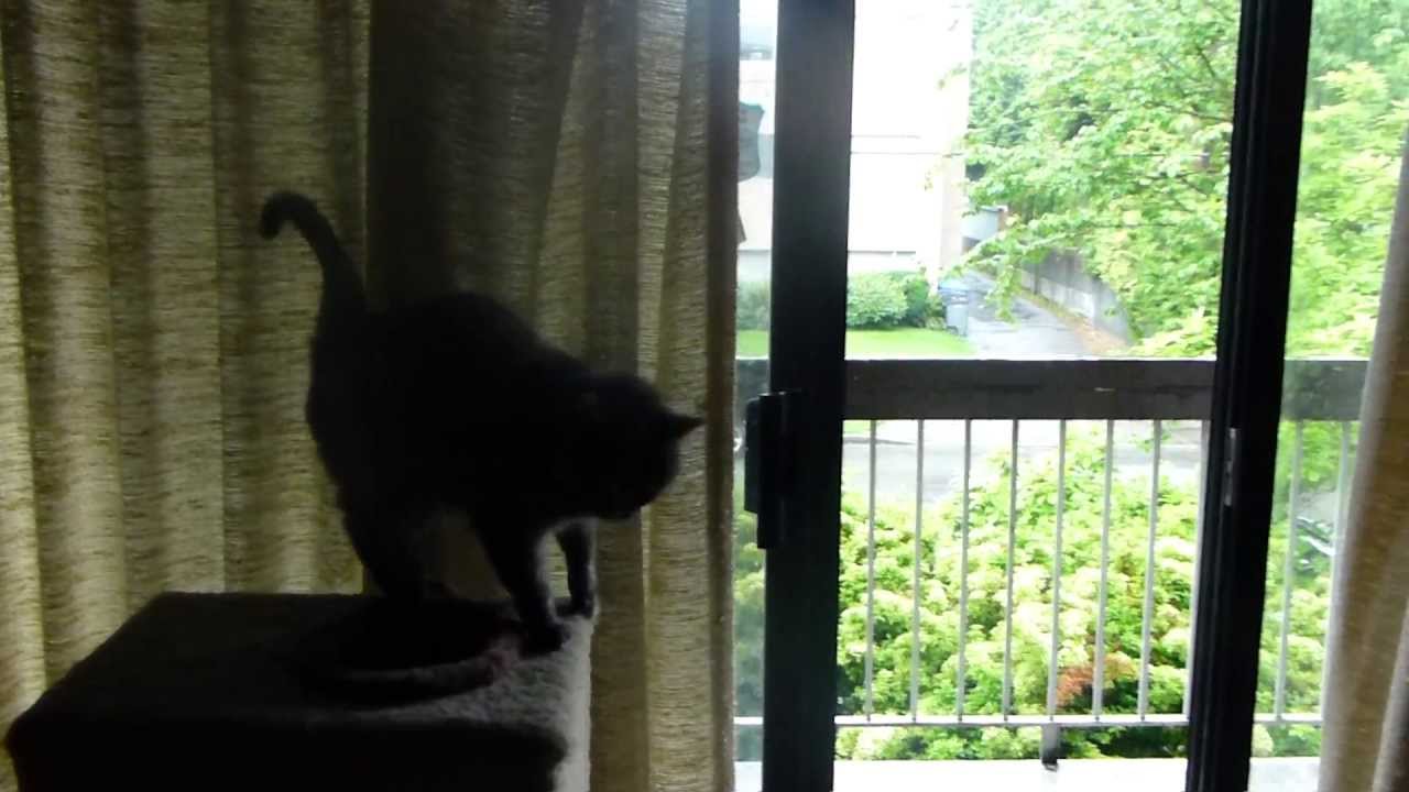 2013-05-13 Thunder  in Vancouver Mackacat .