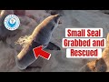 Baby Seal GRABBED And Rescued By Hand